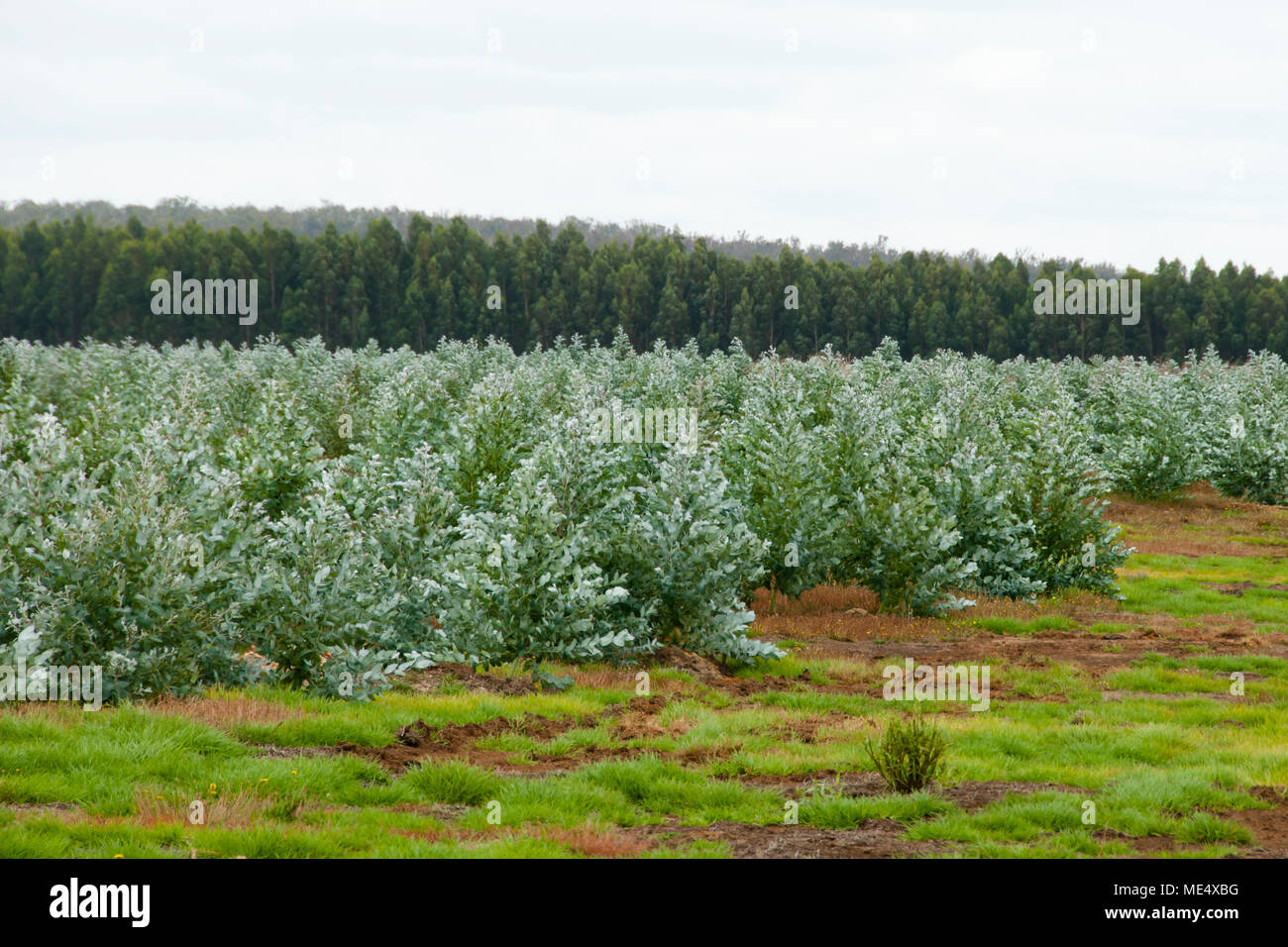 Plantation d'arbres - l'ouest de l'Australie Banque D'Images