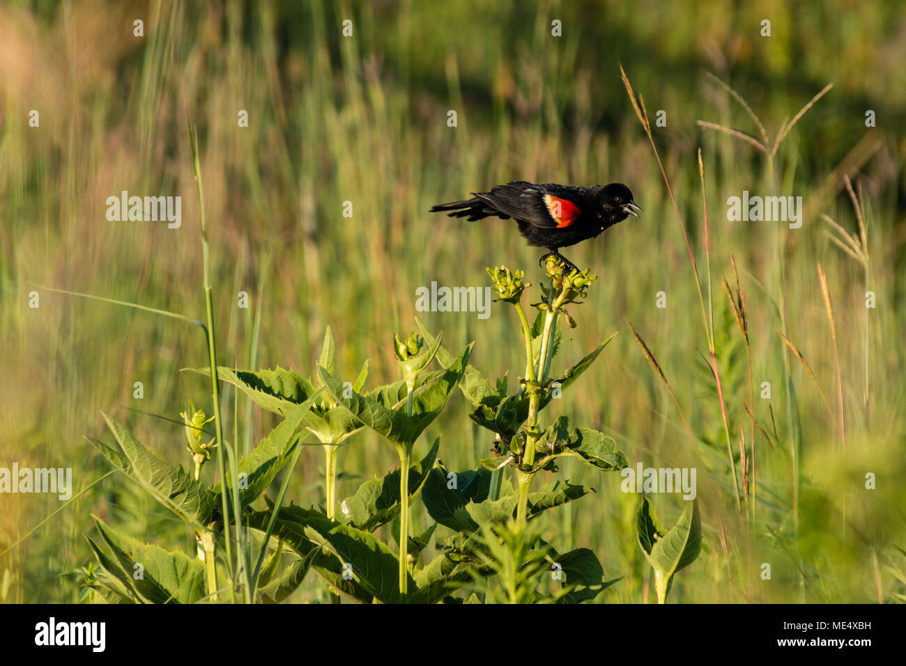 Un redwing blackbird au chant des oiseaux à proximité Banque D'Images