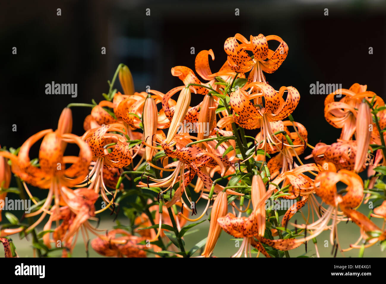 La couronne de la Tiger Lily section du jardin Banque D'Images