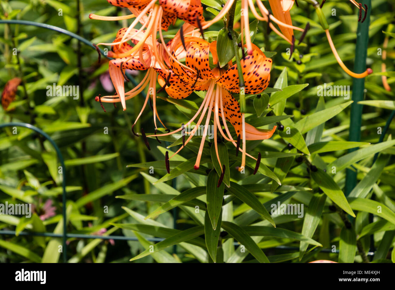 Tiger Lily blooms orientée vers le bas qui offre une légère protection contre les éléments, généralement Banque D'Images