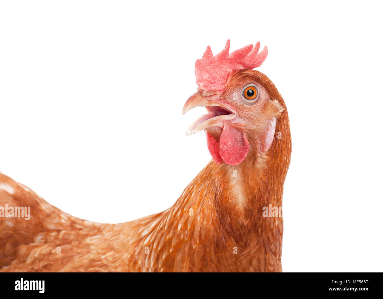 Tête de poulet isoler fond blanc Banque D'Images