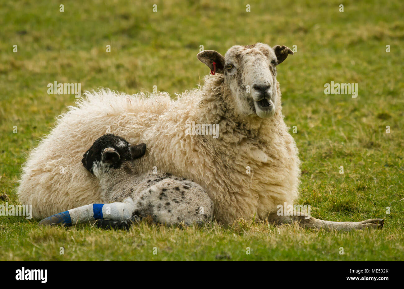 Swaledale, brebis Brebis avec son agneau qui a une jambe cassée, Yorkshire, UK. Agnelle est dirigée vers la droite et prévue à l'herbe verte. Paysage Banque D'Images