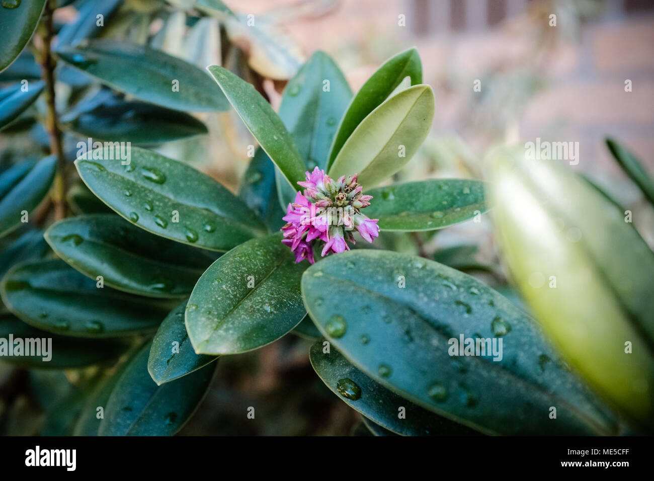 Plante feuillue dans un jardin à Caerphilly South Wales UK Banque D'Images