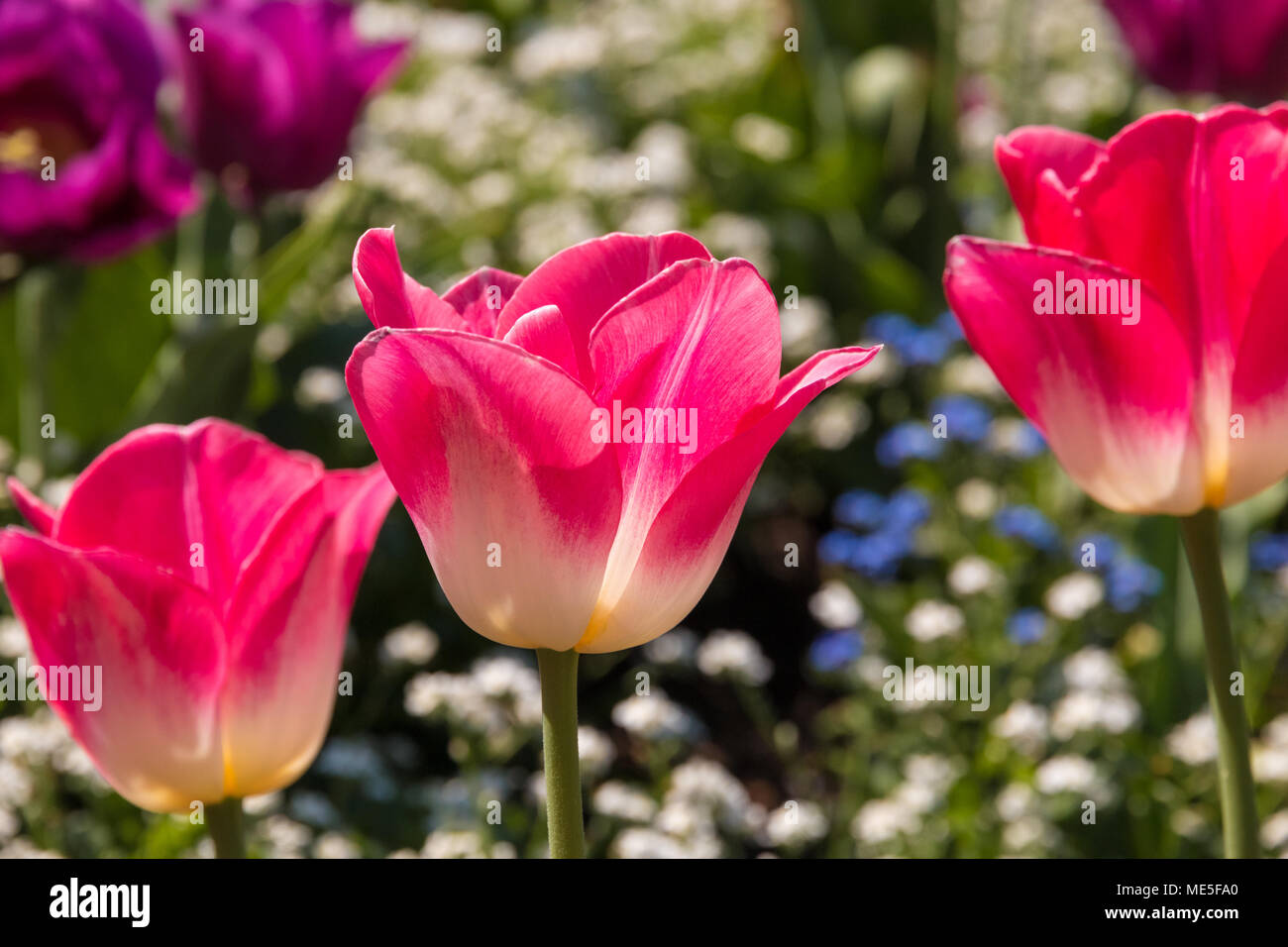 Trois tulipes roses et blanches (Tulipa) Negrita. Le tulip au milieu est mis au point. Ils sont entourés de bleu et blanc forget-me-not fleurs. Banque D'Images