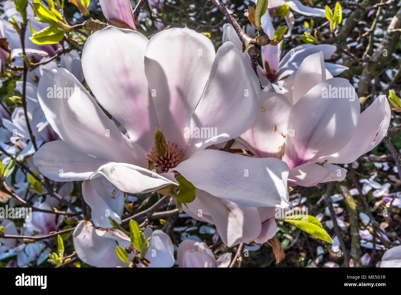 Magnolia grandiflora fleur. Banque D'Images