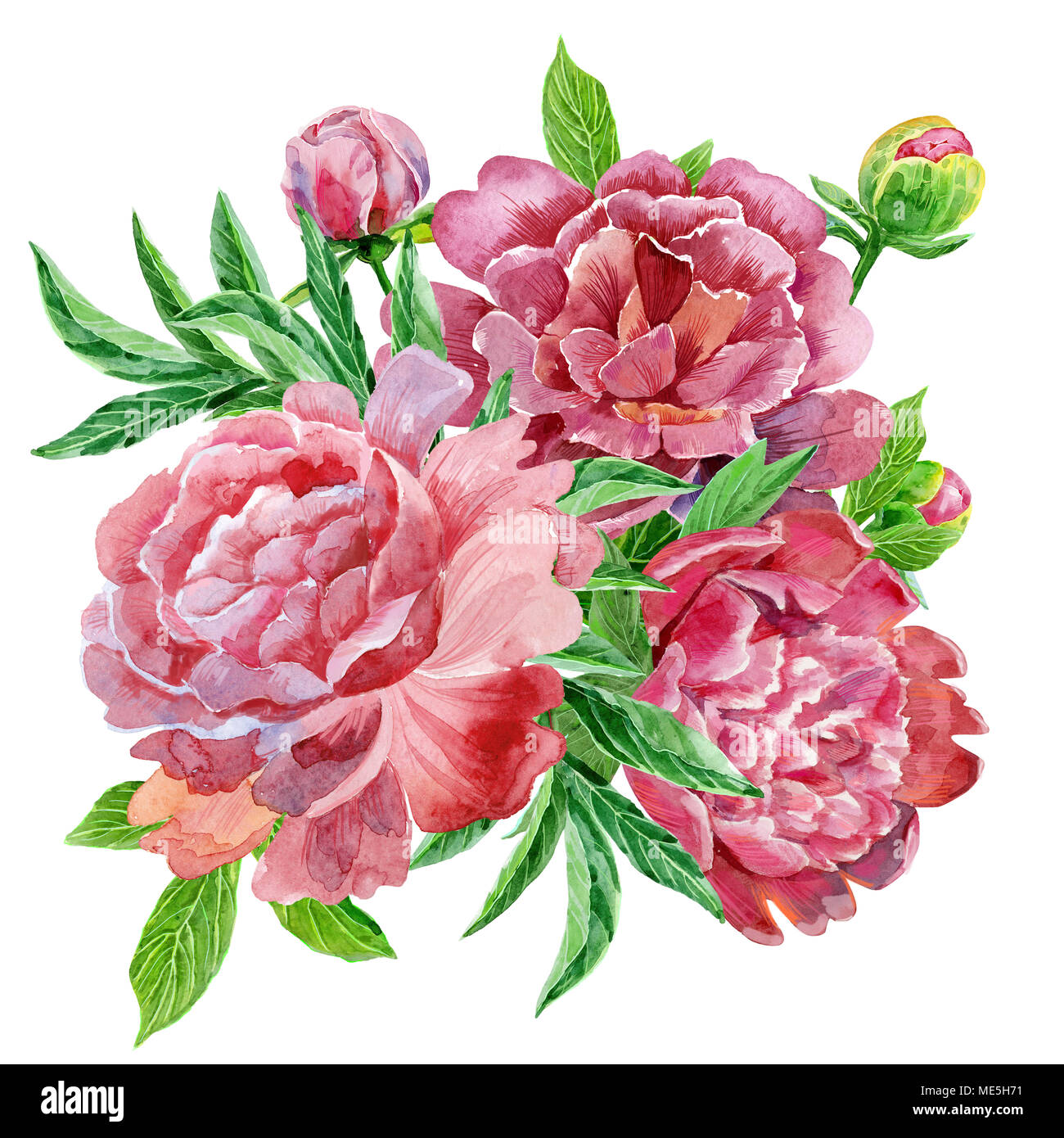Aquarelle bouquet de pivoines. Les éléments floraux vintage avec fleurs et feuilles de pivoine isolé sur fond blanc. Hand drawn Banque D'Images