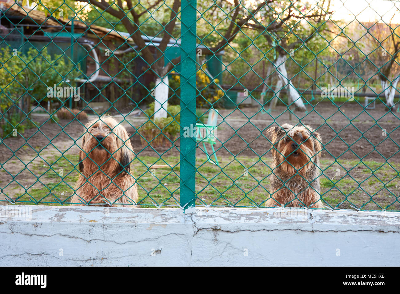 Deux chiens qui aboient Banque de photographies et d’images à haute résolution Alamy