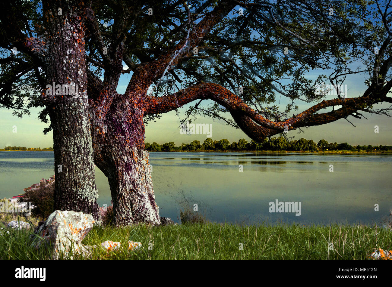 Vue sur un lac dans un grand arbre feuillu Banque D'Images