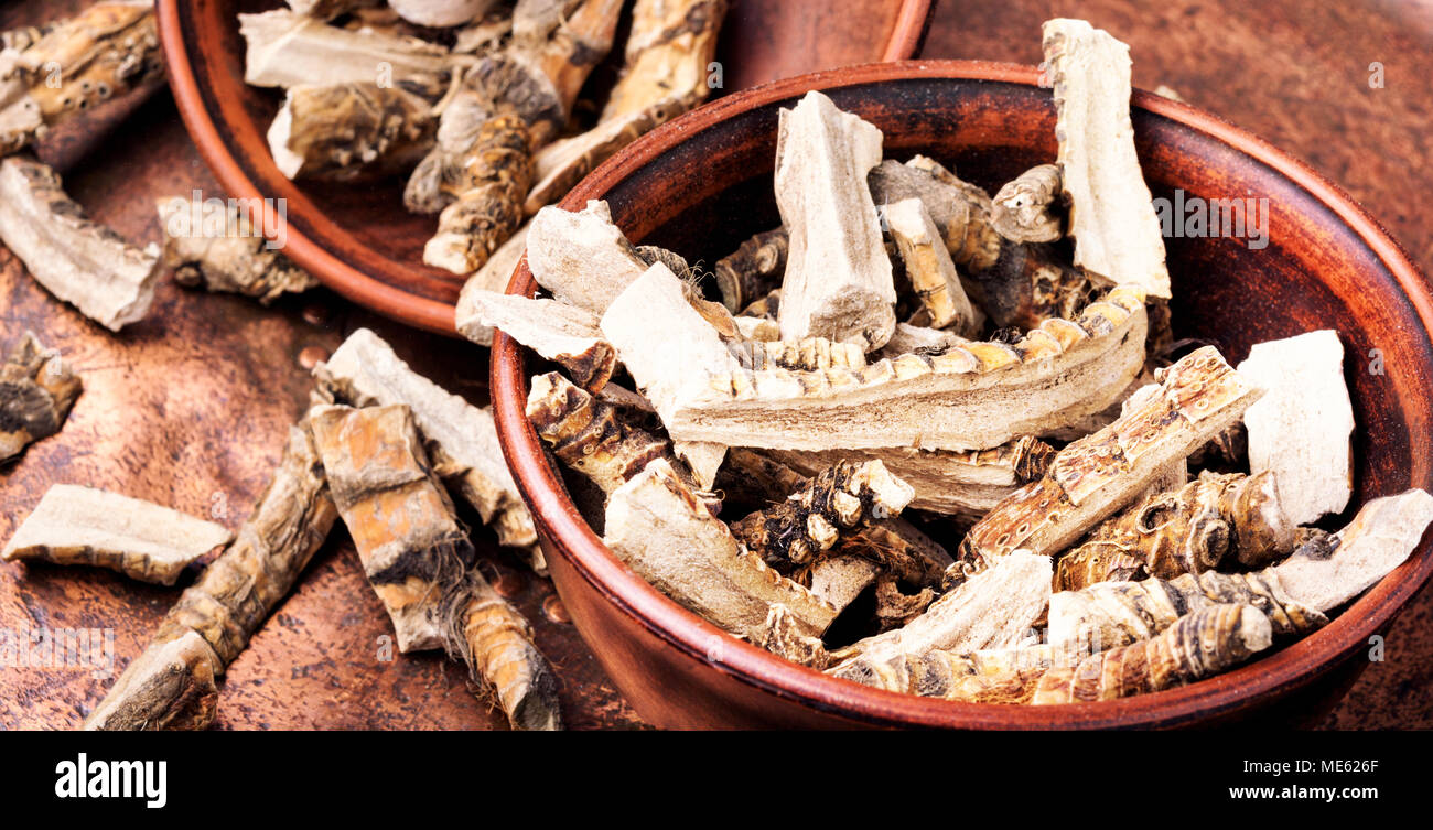 Acorus calamus rhizomes à des fins médicinales.La médecine traditionnelle Banque D'Images