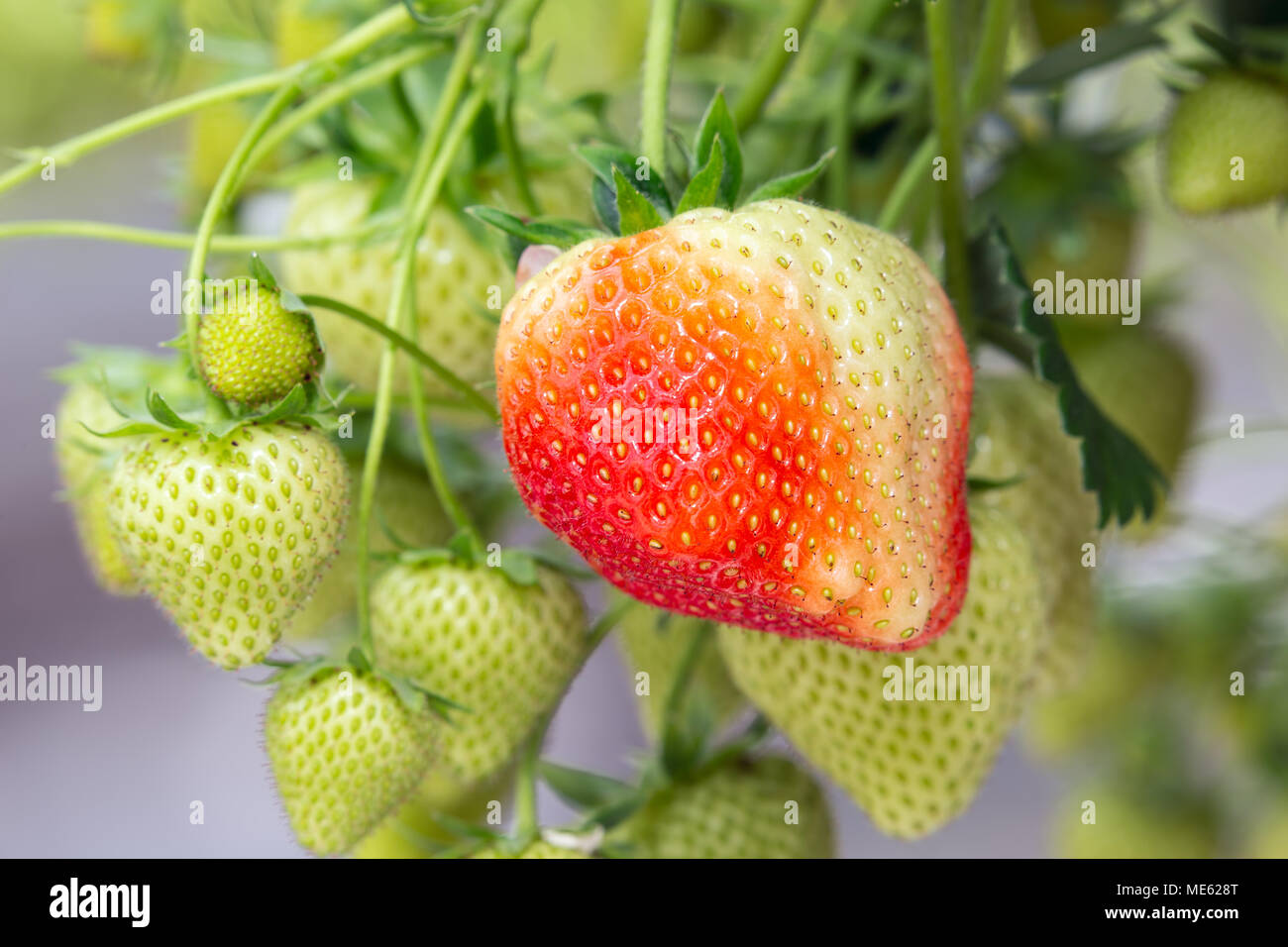 La culture de fraises en serre néerlandais rouge Banque D'Images