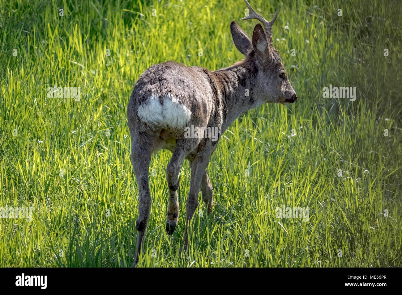 Une rencontre inattendue - Lago d'Orta - Italie Banque D'Images