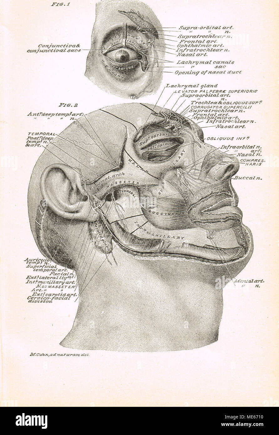 Section transversale du visage du 19e siècle Banque D'Images