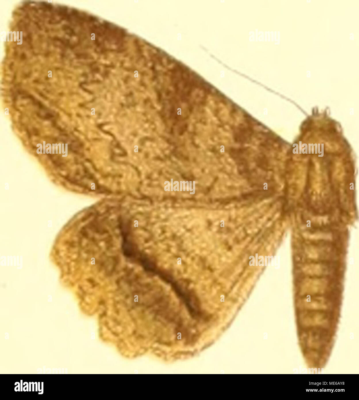. Die Gross-Schmetterlinge der Erde : eine systematische Bearbeitung der bis jetzt bekannten Gross-Schmetterlinge . Banque D'Images