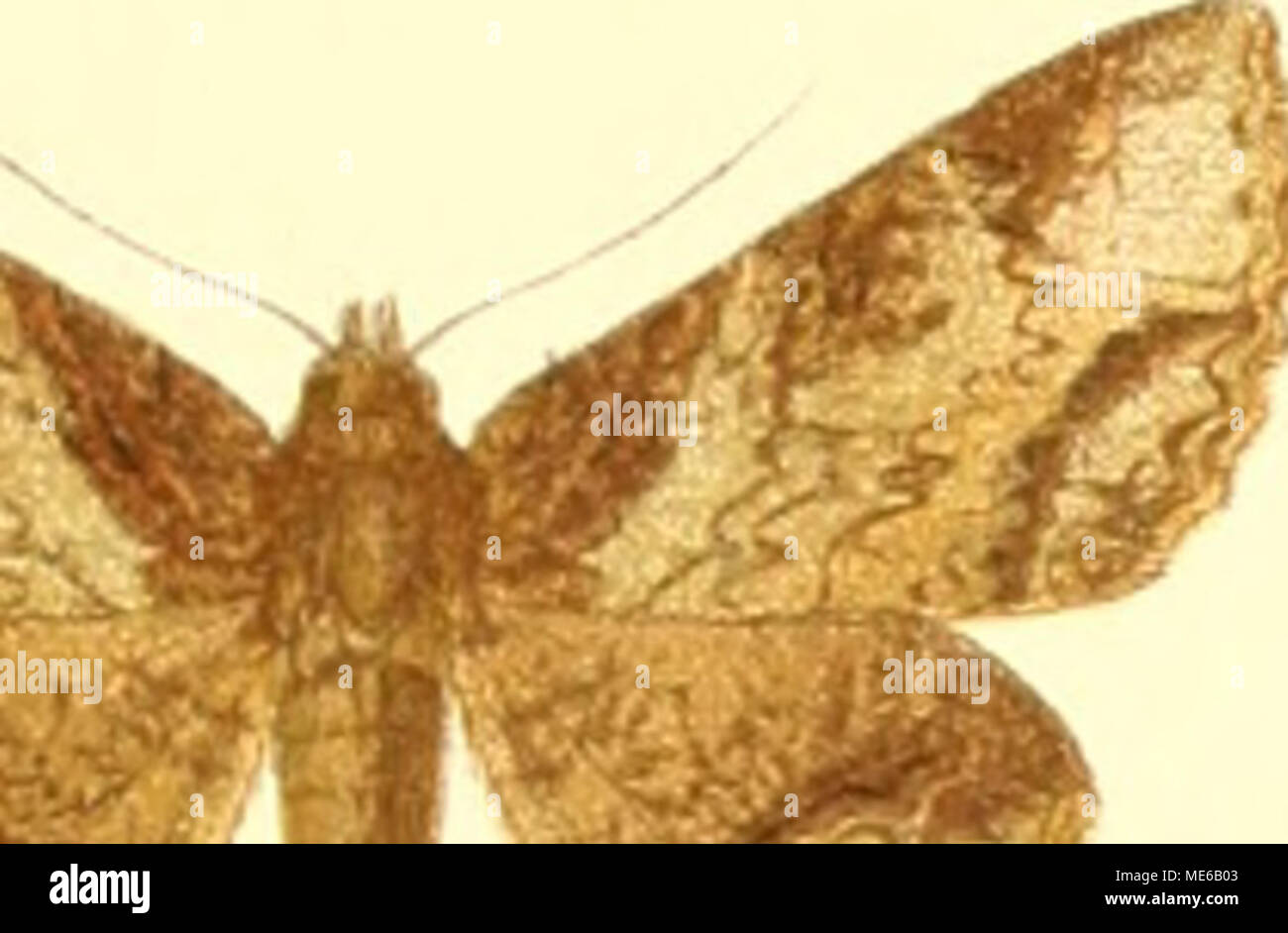 . Die Gross-Schmetterlinge der Erde : eine systematische Bearbeitung der bis jetzt bekannten Gross-Schmetterlinge . Banque D'Images