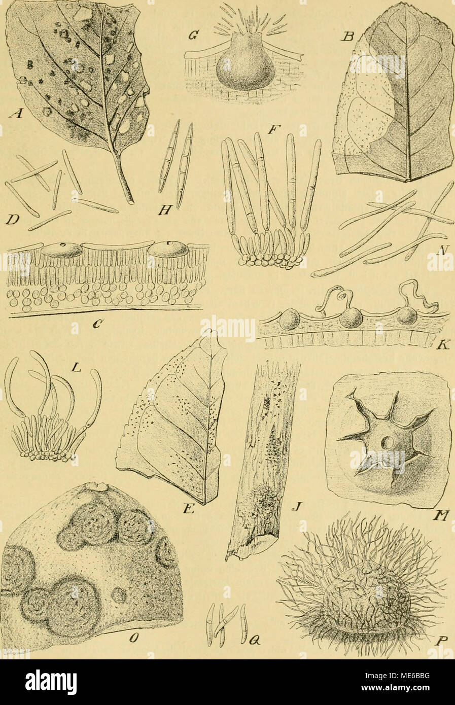 . NatÃ¼Rlichen Pflanzenfamilien Die Gattungen und ihren nebst Arten von den wichtigeren, Nutzpflanzen, unter Mitwirkung zahlreicher hervorragender Fachgelehrten begrÃ¼ndet . Fig. 1 !)'J, un Septoria piricola Desiu. Des habitus auf einem Pilzes Apfelbaumblatt, nat. Gr. BâD S. Limonum Passer. Ji habitué des Pilzes auf Citrus limonum, nat. Gr. C Pykniden Blattgewebe gi, schwach vergr. D Sporen, stark vergr. L'âF S. sicula Penz. L'habitus des Pilzes auf Citrus limonum, nat. Gr. Gor¤SporentrÃ F mit Sporen, stark vergr. 6âH S. Montemartinii Pollacci. G, Pyknide vergr. H Sporen, stark vergr. ./ Banque D'Images