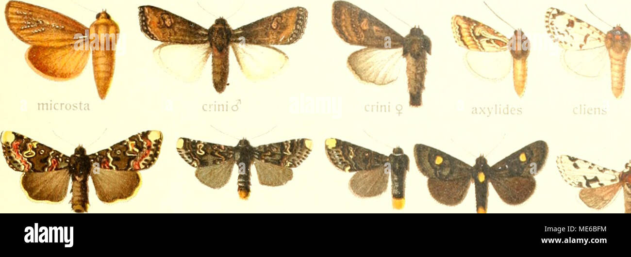 . Die Gross-Schmetterlinge der Erde : eine systematische Bearbeitung der bis jetzt bekannten Gross-Schmetterlinge . W * ? ! %"* *f  Banque D'Images