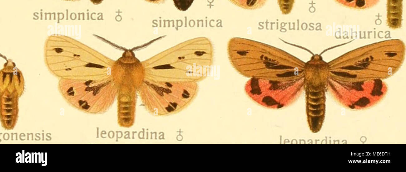 . Die Gross-Schmetterlinge der Erde : eine systematische Bearbeitung der bis jetzt bekannten Gross-Schmetterlinge . pyrpurata^si V-- uromaculata^P &gt ; .. metelkana metelkana Banque D'Images
