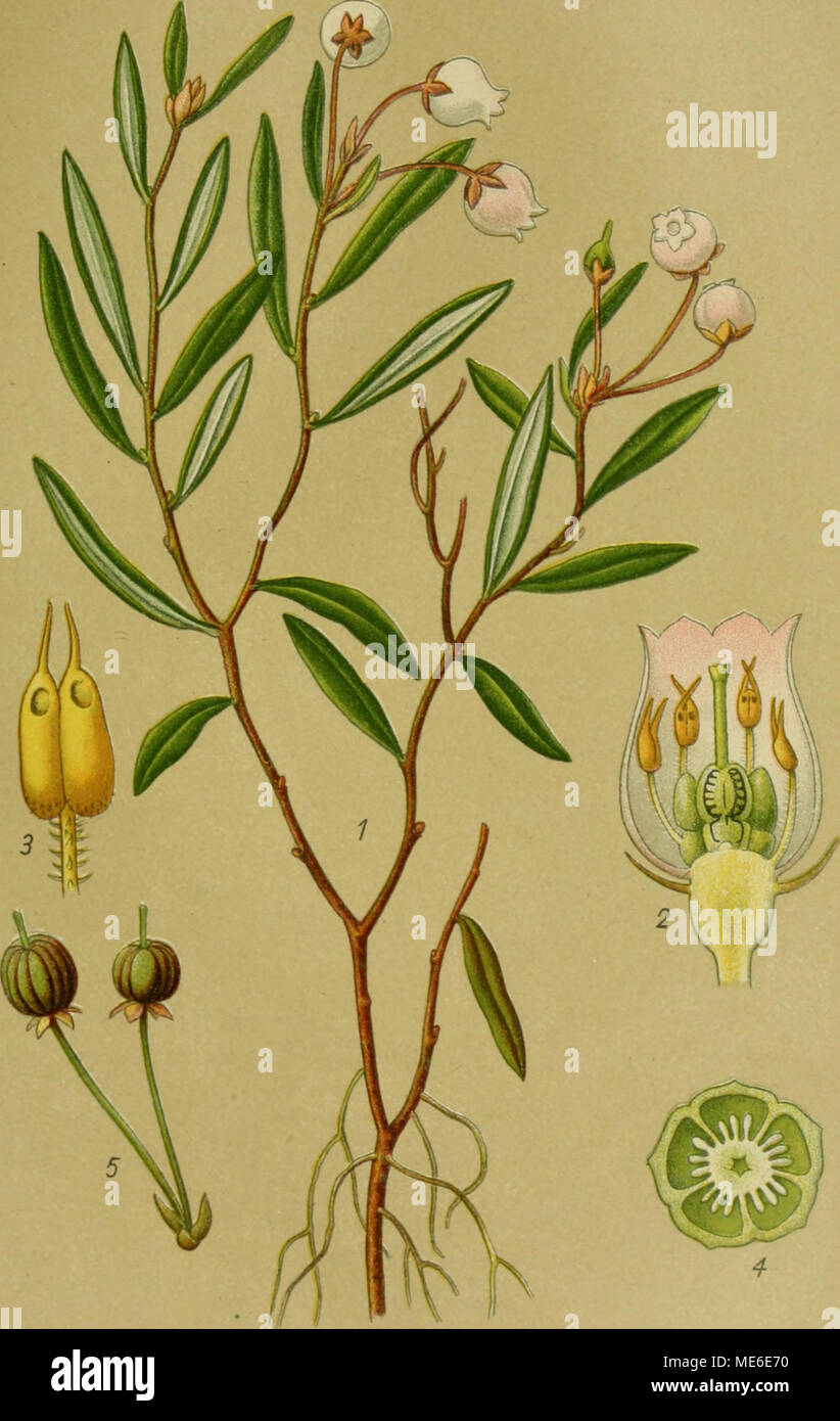 . Die Giftpflanzen Deutschlands . Poleiblättrige Gränke. Andromeda polifolia L 1 Blühende Pflanze. 2 im Längsschnitt Blüte. 3 Staubblatt. 4 Fruchtknoten im Querschnitt. Früchte 5. 2, 3, 4 vergr. Banque D'Images