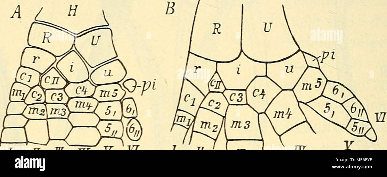 . Die Grundlagen der geologischen abstammungslehre . i n m w f yi je n ' f m f TS Fig. 153. Vergleich der von Handwurzel Ichthyosaurus communis (A) und von Beluya (Delphinapterus leucas) {E). (Nach und Zittel. Kükexthal) H l'humérus ; R Radius ; ü cubitus ; r radiale ; ('Interruedium ; u ; pi Ulnare Pisiforme ; cjjZentrale ; cj-c4 ; 7 Carpalia" !-m$ Metacarpalia ; 5n 5 n 6n/6" die ersten zwei Fingerglieder des C. und VI. Les doigts. - Die Bezeichnungen sind nach Kükexthal gewählt, ohne Rücksicht auf die hei Ichth. gehräuchlichen. pi von Ichth. ist nach Owex eingezeichnet. Pisiforme (pi) bei guerre Ichth. schon une de Banque D'Images