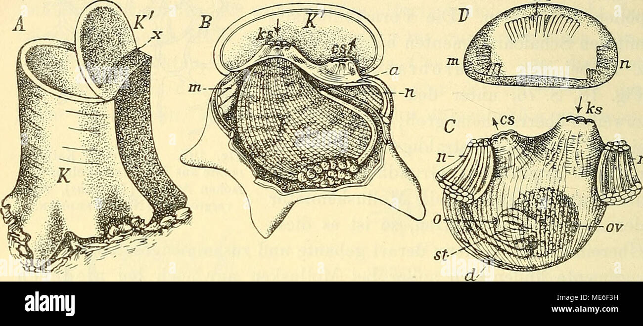 . Die Grundlagen der geologischen abstammungslehre . Fig. 108. Eine Schale mit Ascidie zweiklappiger callense - Rhodosoma. Bac-Duth. Mittel- meer. (Nach und Lacaze-Duthier Hei/lek.) Un zweiklappige Die Schale ohne das Tier, ge- öffnet, von der Seite gesehen. B Das Tier dans der aufgeklappten Kiemenseite Schale, von der. Ist der Mantel, aufgeschnitten Kiemensack donc dass der (1c) sichtbar wird. C Niveau Das ohne die Schale von der Intestinalseite. I) Deckelklappe Muskelansätzen die mit den. Große festgewachsene K, K' kleine bewegliche Klappe ; x Scharnier ; k ; Kiemensack m, mi vorderer ferienwohnungen hillbrand Schli, n Banque D'Images