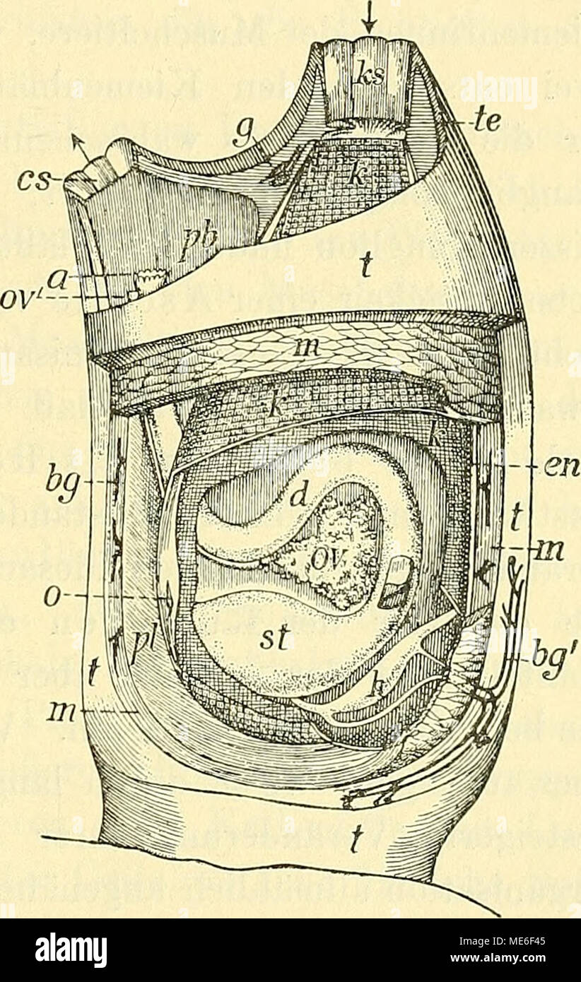 . Die Grundlagen der geologischen abstammungslehre . Fig. 104. Organisation einer einfachen der schéma A s c i d i e. (Nach Herdman.) Schale und Kiemen z. T. entfernt, t Testa ; bg" Blutgefäße darin ; m ; bg Mantel Blut- gefäße darin ; pb ; Peribranchialraum mensipho- Kie fcs ; te Tentakel ; es Kloakensipho ; après une Ovarialöffnung ; ov" Kiemensack enEndostyl k ; ; ; ; ; oMund Ganglion g Magen Darm st ; d ; vo ; h Eierstock Herz. Banque D'Images