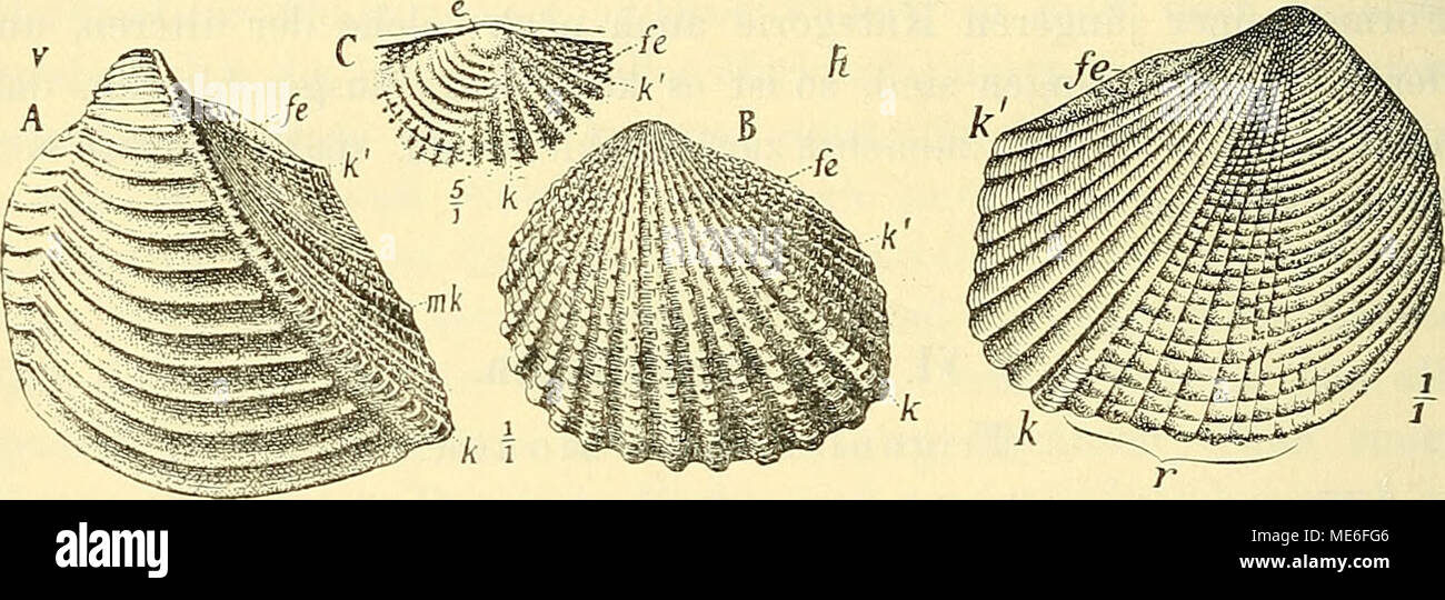 . Die Grundlagen der geologischen abstammungslehre . Fig. 38. Un Trigonie eine aus der Gruppe der Costatae (Jura) ; B, C ein Vertreter der lebenden der Trigoniengruppe Pectinatae (Kanada). C ist die vergrößerte Ansicht der Wirbelgegend. (Orig. d. Freiburger geol. Samml.) Fig. 39. Eine tertiäre Über- gangsform Trigoniengruppe Costatae von der der zu der der Pectinatae (semiun dulata Trig.- M. Coy.). Miozän. Amérique. (Nach Mac Coy.) Die Radialrippen (r) beginnen von hinten auf den überzugreifen Vorderteil der Schale. v vorn ; /(hinten : e Embryonalschale unverziert (noch) ; fe Feldchen ; 1c sont Banque D'Images