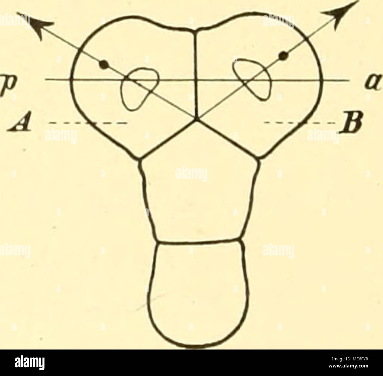 Die Geschichte Der T-Riesen Von Ascaris Megalocephala Als Grundlage Einer  Zu Dieser Spezies Entwickelungsmechanik . Achsenverhältnisse Forme- Und Der  Zellen A Et B Dans Der Normalen Ontogenèse (1) Und Bei T-Riesen (