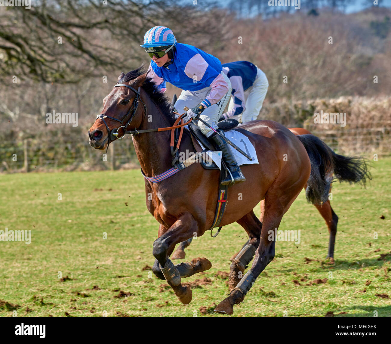 Le cheval et le cavalier au grand galop au cours d'un point-à-point cas Banque D'Images