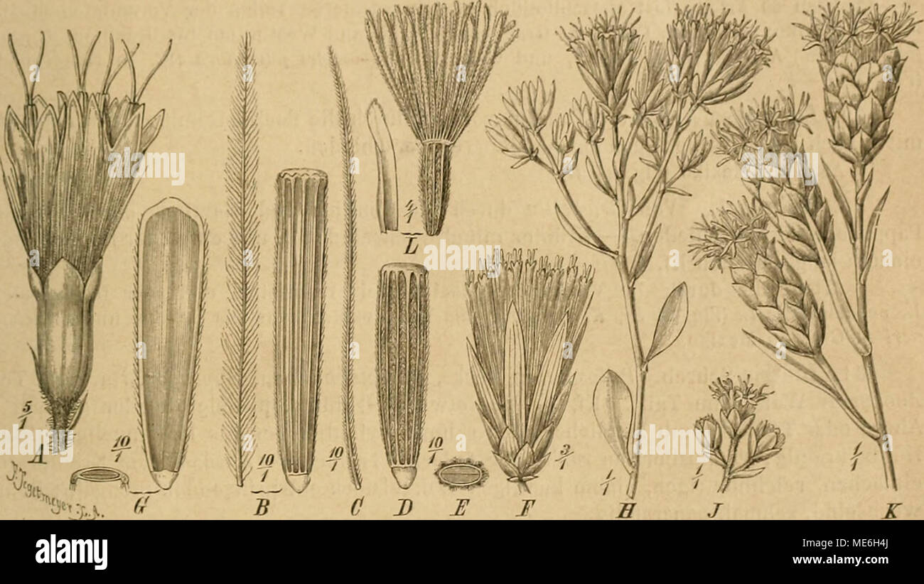 . NatüRlichen Pflanzenfamilien : nebst Die Gattungen und ihren Arten von den wichtigeren, Nutzpflanzen . Fig. Sl. Un AdevosliÃes alpii. von Kf.Un |L.) Bl. et Fing.  B Fr. ohne Pp. Pappusborste Kuhnia und einzelne von eupatorioides L. â CâF Brickellia californica A. Gray, 0 Pappusborste, 2> ; Fr. ohne Pp., un Der Querschnitt Fr., F Kf.  G Fr. ohne Pp. nebst Querschnitt von iuhidigera Barroetea (Schauer) A. Gray.  H kleiner Blutenstand Garberia von fruticosa (Nutt.) A. Gray. J Teil eines â Blütenstandes Trilisa von paniculata (W.) Cass. Â" UN Zweig- ende von cylindracea Liatris M Banque D'Images . NatüRlichen Pflanzenfamilien : nebst Die Gattungen und ihren Arten von den wichtigeren, Nutzpflanzen . Fig. Sl. Un AdevosliÃes alpii. von Kf.Un |L.) Bl. et Fing.  B Fr. ohne Pp. Pappusborste Kuhnia und einzelne von eupatorioides L. â CâF Brickellia californica A. Gray, 0 Pappusborste, 2> ; Fr. ohne Pp., un Der Querschnitt Fr., F Kf.  G Fr. ohne Pp. nebst Querschnitt von iuhidigera Barroetea (Schauer) A. Gray.  H kleiner Blutenstand Garberia von fruticosa (Nutt.) A. Gray. J Teil eines â Blütenstandes Trilisa von paniculata (W.) Cass. Â" UN Zweig- ende von cylindracea Liatris M Banque D'Images