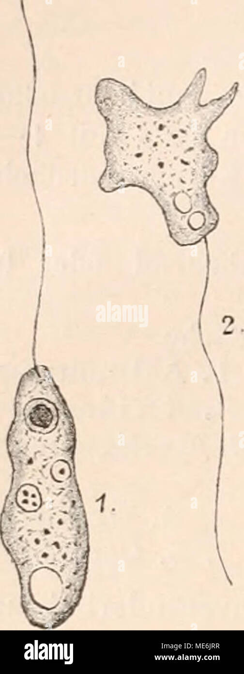 . Die Natürlichen Pflanzenfamilien nebst ihren Gattungen und Arten von den wichtigeren, Nutzpflanzen, unter Mitwirkung zahlreicher hervorragender begründet Fachgelehrten . Fig. 72. Mastigamoeba invertens Klebs. 1 frei- schwimmend, Geißel- aus vor. 2 kriechend nachgeschleppt Geißel, (1400|1). (Nach Klebs (1892).) Banque D'Images