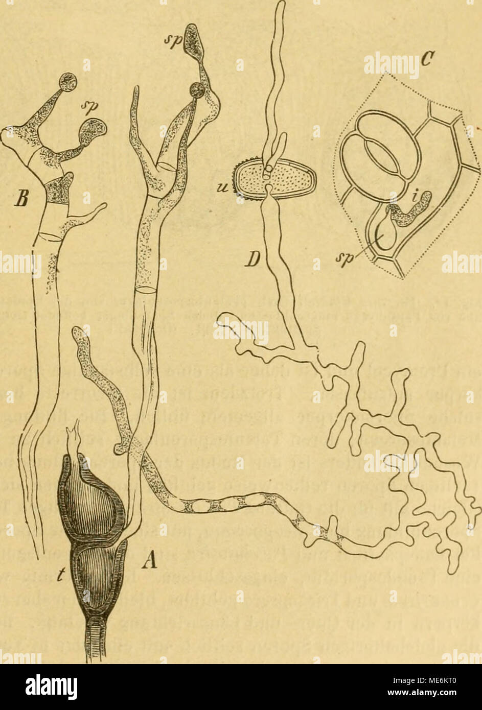 . Die Natürlichen Pflanzenfamilien nebst ihren Gattungen und Arten von den wichtigeren, Nutzpflanzen, unter Mitwirkung zahlreicher hervorragender begründet Fachgelehrten . Fig. 17. Puccinia graminis Pers. Un keimende Teleutospore Eine. Abgerissenes B Ein promycélium. C Eine keimende Keimschlauch Sporidie, deren dans Epidermiszelle eingedrungen ist eine. D Keimschläuchen d'urédospores mit 3. C, D 390(1 ; A, B etwas stärker vergr. (Nach Sachs.) Banque D'Images