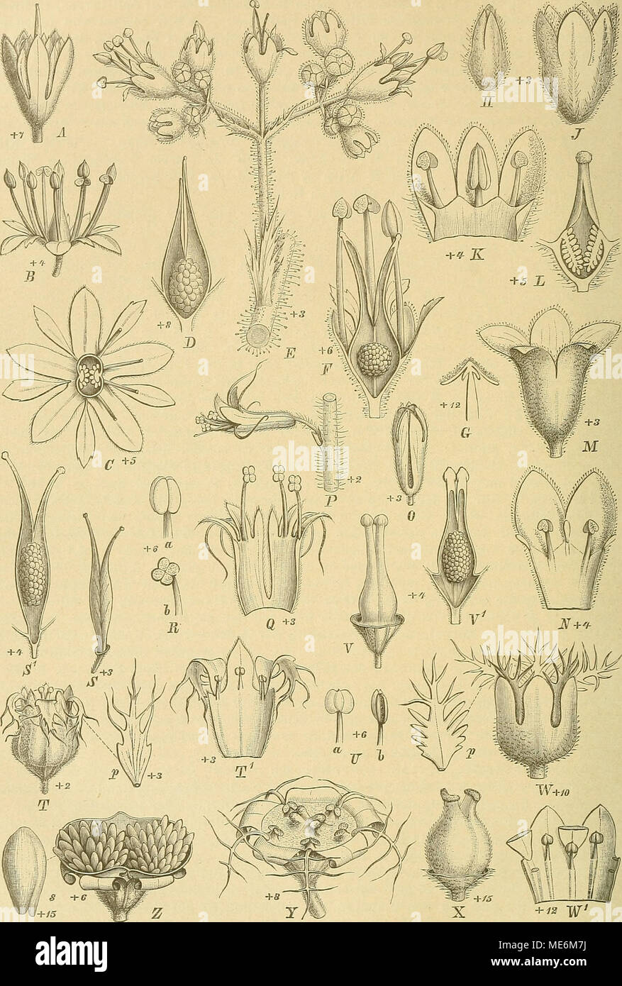 . Die Natürlichen Pflanzenfamilien : nebst ihren Gattungen und Arten von den wichtigeren, Nutzpflanzen . X  + W" Fig. 29. A-B Tiarella cordifoUa ^L. Knospe ; 5 Bl. geöifnet ausgebreitet ; C dieselbe, mit des Quersclinitt Frkn.  ; D Hälfte der Fr. basilären Plaeenta mit der. - E-G Eeuchera americana L. E Ende eines^ Längssobnitt Eispenzweiges ; je durcb die bienheureuse ; 6 Längsschnitt durch eine A., die im zeigend grubige approfondissement théorique Connectiv. - B-L H. cylindiicn Dous. Ä^ Knospe ; J Bienheureuse ; K eine Hälfte derselben aufgerollt ; L Längs.scbnitt durch den Frkn., sa eine Sa. - M, N JH. sanguinea. Engelra M Banque D'Images