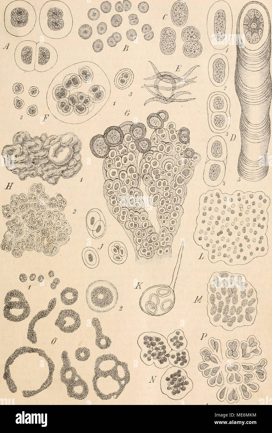 . Die Natürlichen Pflanzenfamilien nebst ihren Gattungen und Arten von den wichtigeren, Nutzpflanzen, unter Mitwirkung zahlreicher hervorragender begründet Fachgelehrten . Fig. 49. Un turgidlis Näg chroococcus. (575|1). - B Synechocystis aquatilis Sauv. (1000/1). - C Syuechococcns ginosus Näg- airu. (575/1). - Hrootlicce RichterianaH D C'.a.NSG. (575/1). - Dactylococcopsis rhaphidioides Hansg E. ('2000/1). F- Gloeocapaa sanguinea Kütz., 1, 2 Dauerzellen Familie végétatif, Keimungszustand Dauerzelle 3 von (575/1). G - Entophysalis Kütz. granulosa, Dauerzellen mit (575/1). - Ü Placoma Banque D'Images