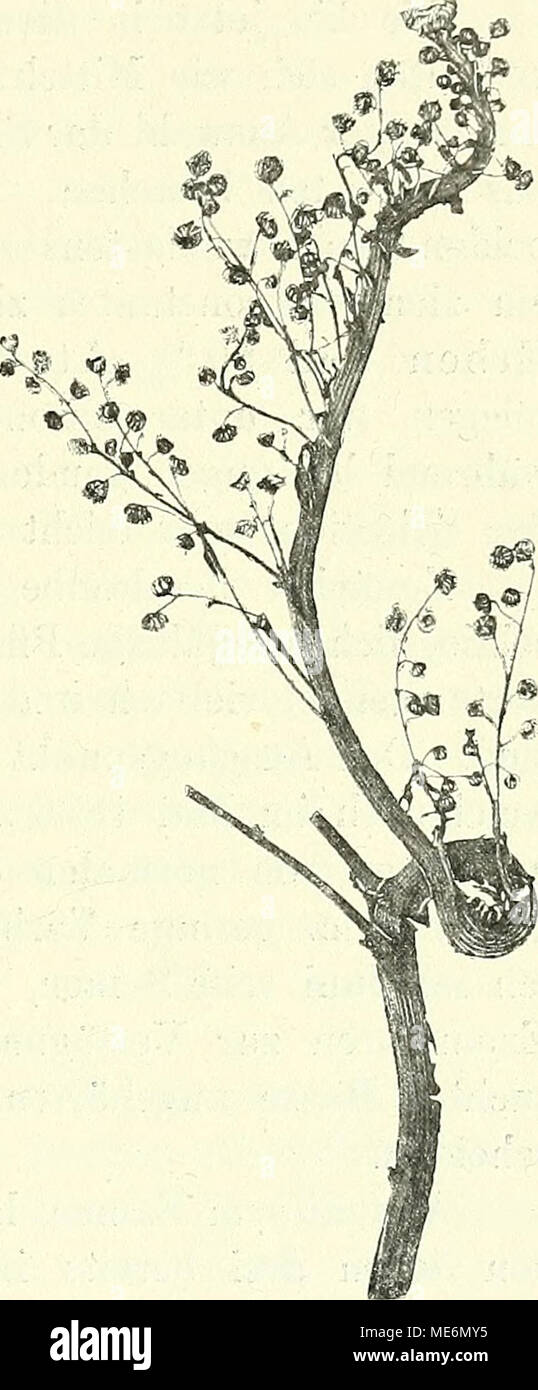 . Die mutationstheorie. Beobachtungen und Versuche über die Entstehung von arten im pflanzenreich . Fig. 114. Artemisia Absynthium. Und Ein verbänderter gedrehter effet Stark Zweig. L'article 15. Mittelrassen erblicher bänderung mit Ver-. Von einigen Pflanzenarten findet man im Freien, wenigstens dans gewissen Gegenden, viel häufiger fasciirte Exemplare als von anderen. Es deutet dieses, nach meiner Erfahrung, auf das Vorkommen bestimmter erblicher Rassen hin, deren Individuen mit den Exemplaren der normalen gemischt Art, de l'oder stellenweise sogar für sich allein 1 N. Mezzana, Sopra un cas d'fasciazio Banque D'Images