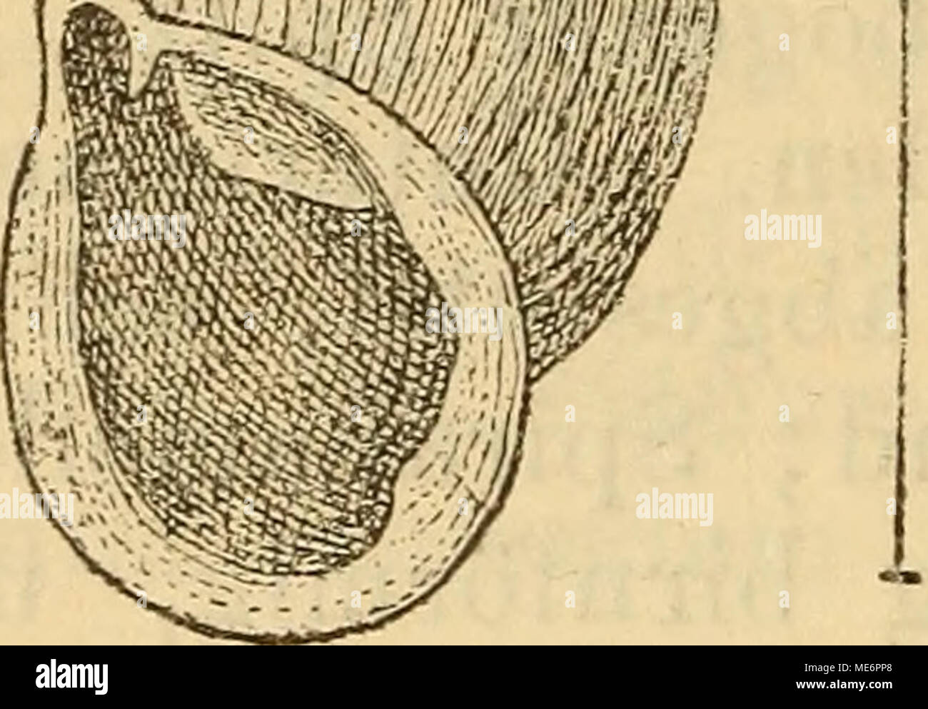 . Die Mollusken-Fauna la Mitteleuropa's . Banque D'Images