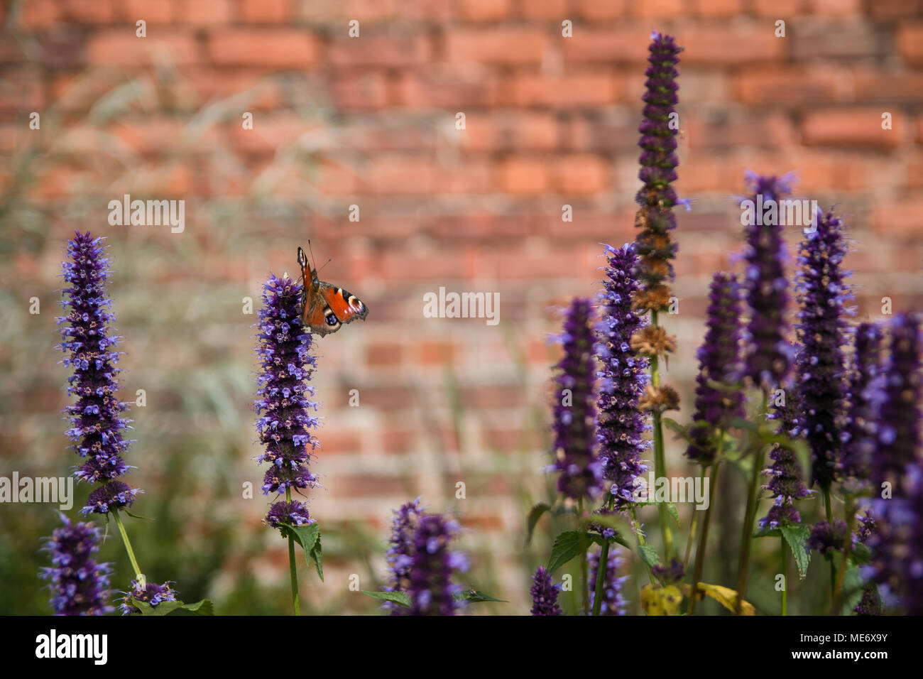 L'amiral rouge papillon sur des fleurs dans le jardin Banque D'Images