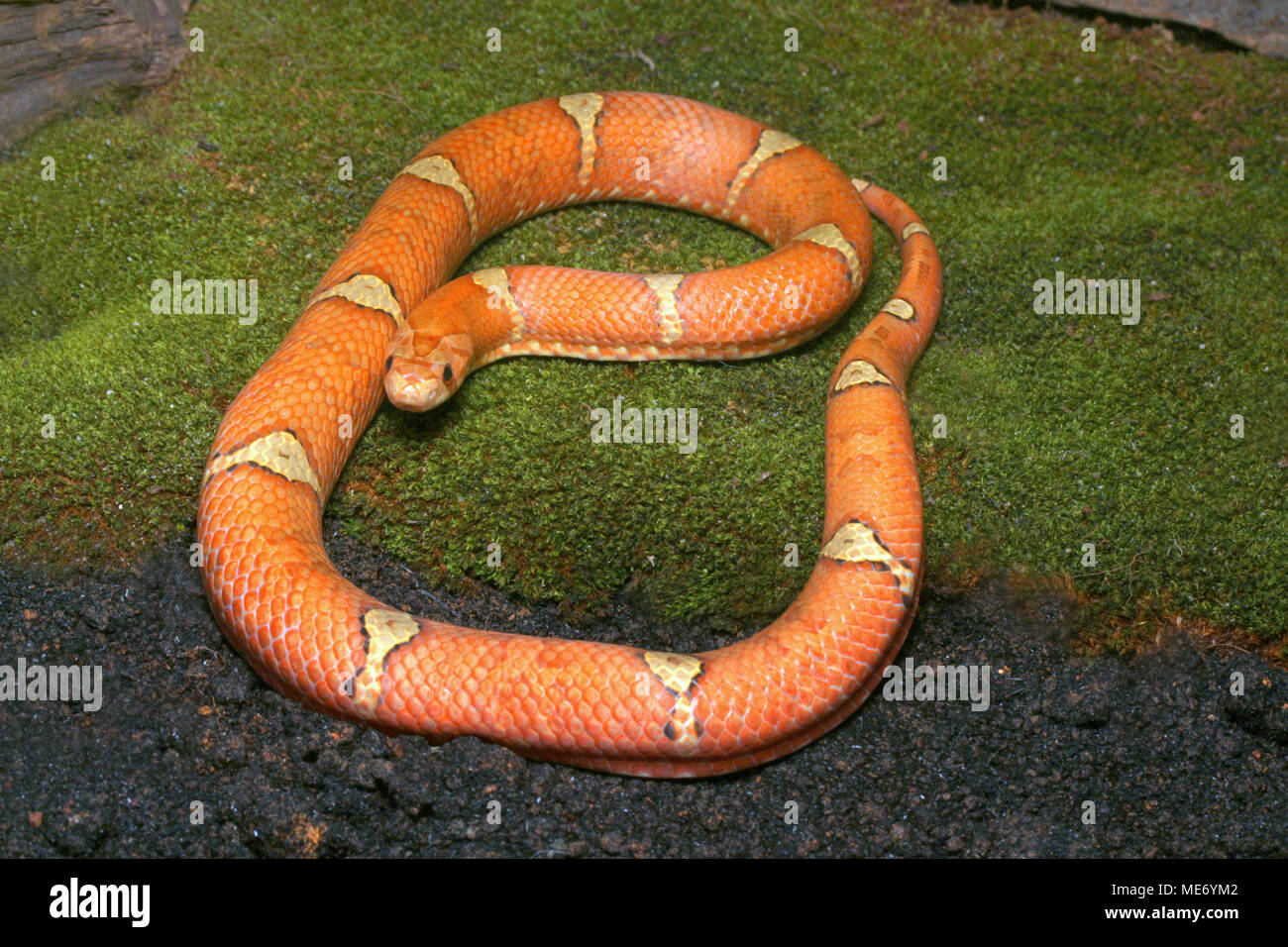 Malayan Brown Snake Kukri Banque D'Images