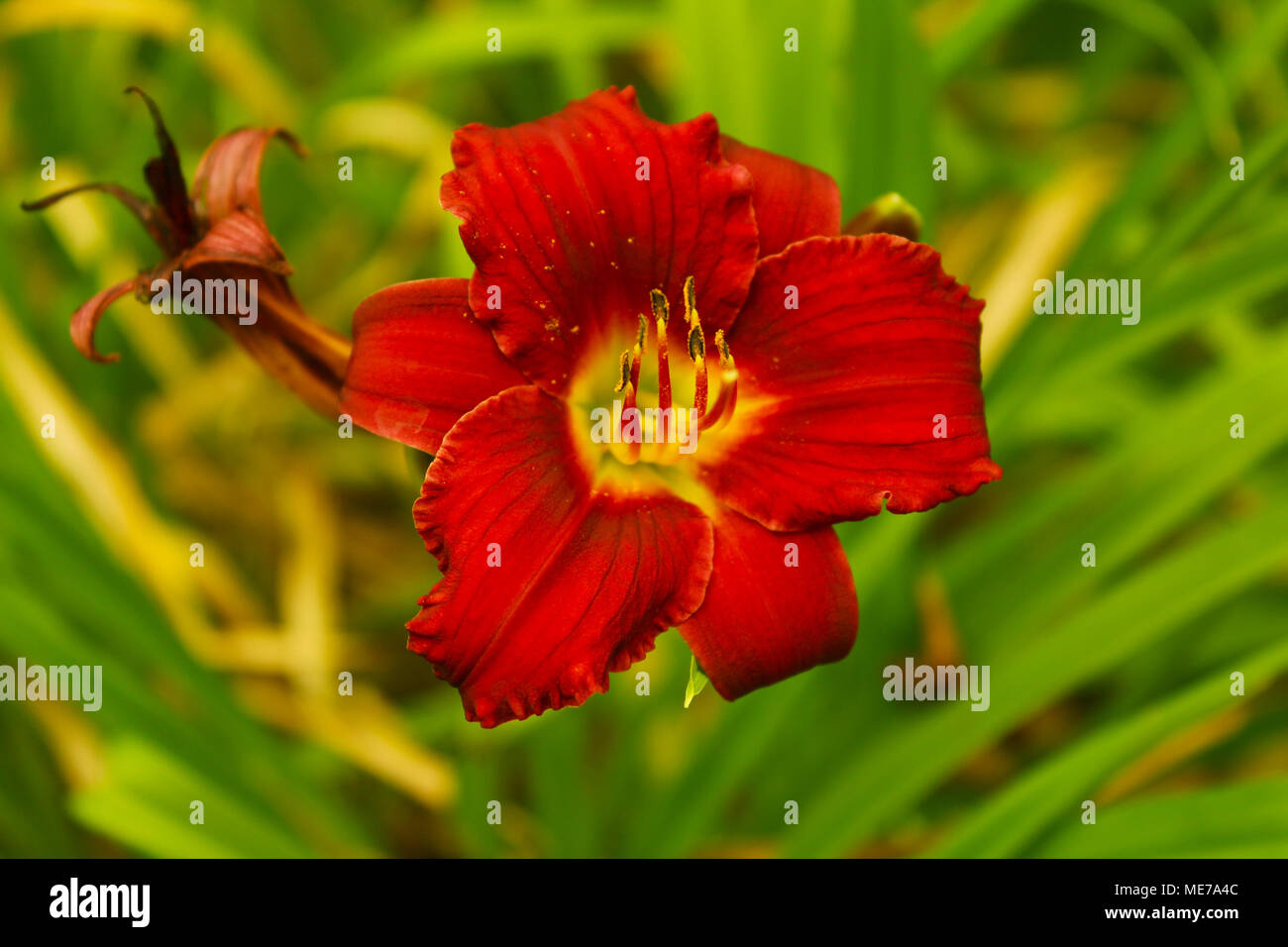 Cette photo d'une fleur rouge ramène les oubliés de la beauté de la nature. La photo que vous'er regarder vous donne l'occasion d'observer les détails d'une fleur et de réaliser la puissance de la nature. Banque D'Images