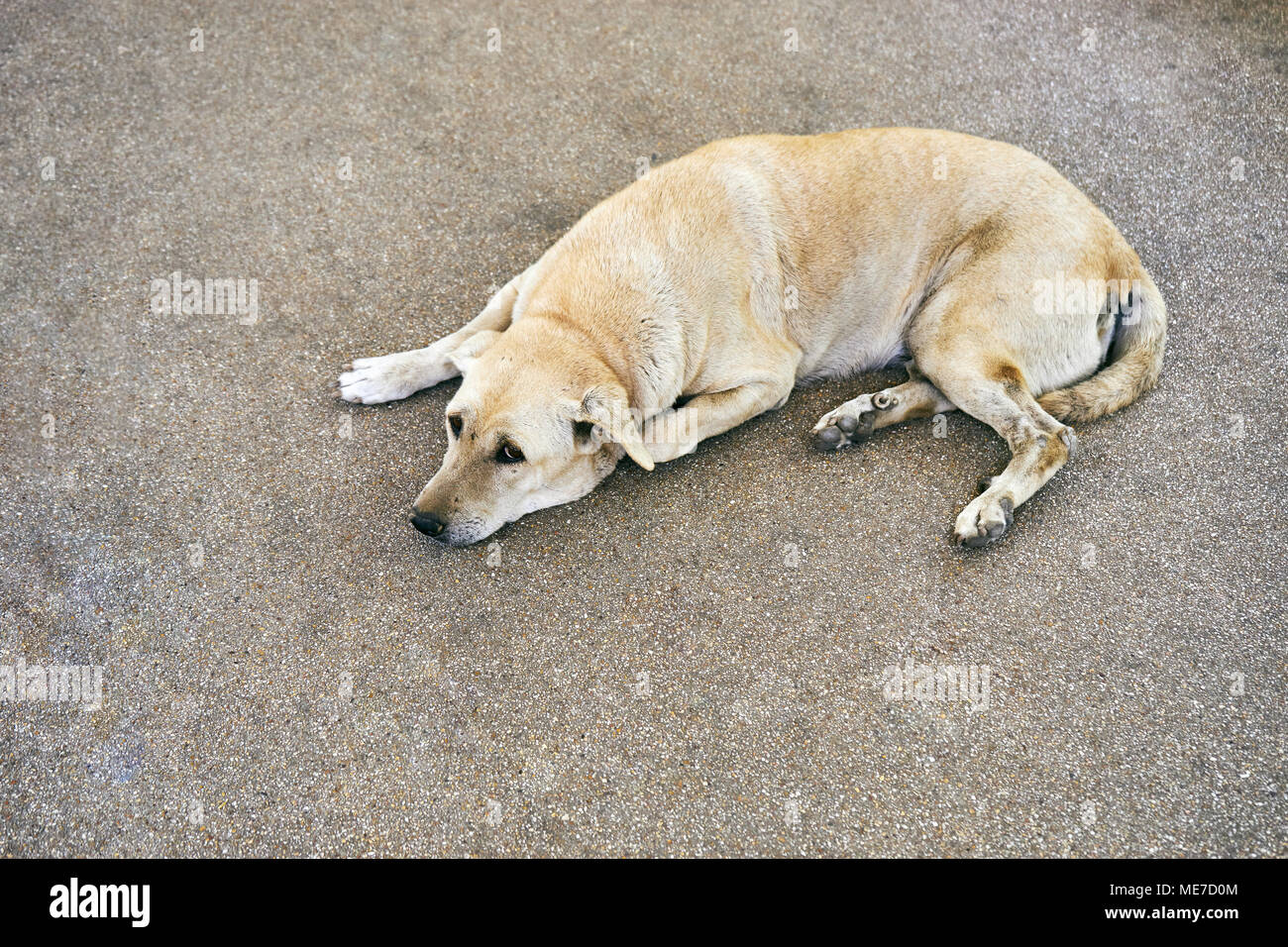 Thai light brown dog se coucher sur la rue pour dormir et d'oeil at camera Banque D'Images