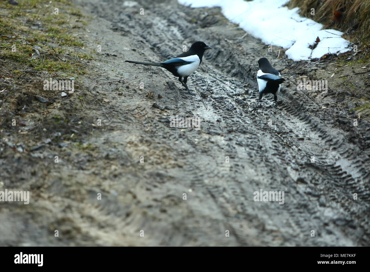 Magpie Thief Photos Magpie Thief Images Alamy