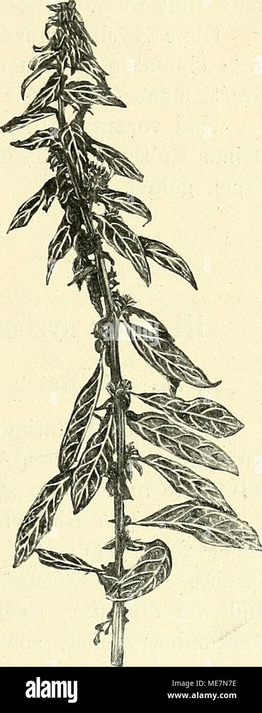 . Die mutationstheorie. Beobachtungen und Versuche über die Entstehung von arten im pflanzenreich . Fig. 96. Oenothera subovata. Steriler Stengel, 1889. Guerre Verlaubung 1 Diese aus der inneren Ursachen und pathologische Vergrünung entstandene keine, wie sie von Parasiten Phytopkis Blattläusen (, u. s. w.) hervorgerufen zu werden pflegt. Eine solche habe ich auch meinen Oenothera-Pflanzen bisweilen beobachtet (Botan. Jaarboek, Gent 1896, S. 88)5 ihre Merk- homme sind aber durch die, Vergrünung Blüthen der selbst, ganz andere wie die der oben beschriebenen Pflanze. Banque D'Images