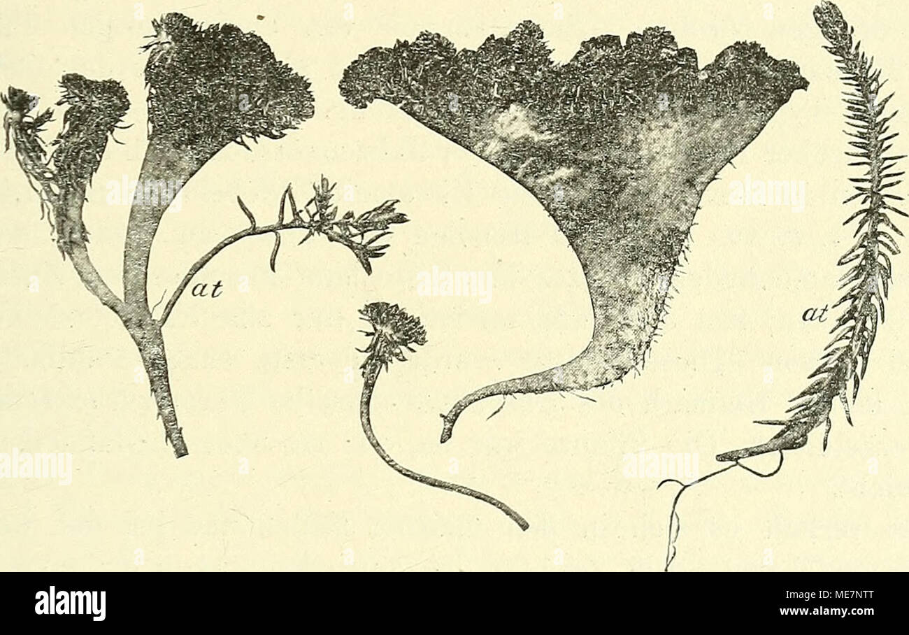 . Die mutationstheorie. Beobachtungen und Versuche über die Entstehung von arten im pflanzenreich . Fig. 35. Sedum reflexum cristatum. Nach der Natur, 1900, verbreiterten Aesten gewöhnlichen und mit (at). Und von den wichtigsten Gartenpflanzen, wie Hyacinthen Kanunkeln, Tulpen, homme, kannte damals schon Hunderte von Varietäten. Viele neue Formen, welche als dans den Handel gebracht werden, sind dans wissenschaftlicher Hinsicht ganz alte. Als Beispiel nenne ich die berühmten gefüllten Syringen, welche von Victok Lemoine à Nancy in den Jahren achtziger dans den Handel gebracht worden sind. Es sind zah Banque D'Images