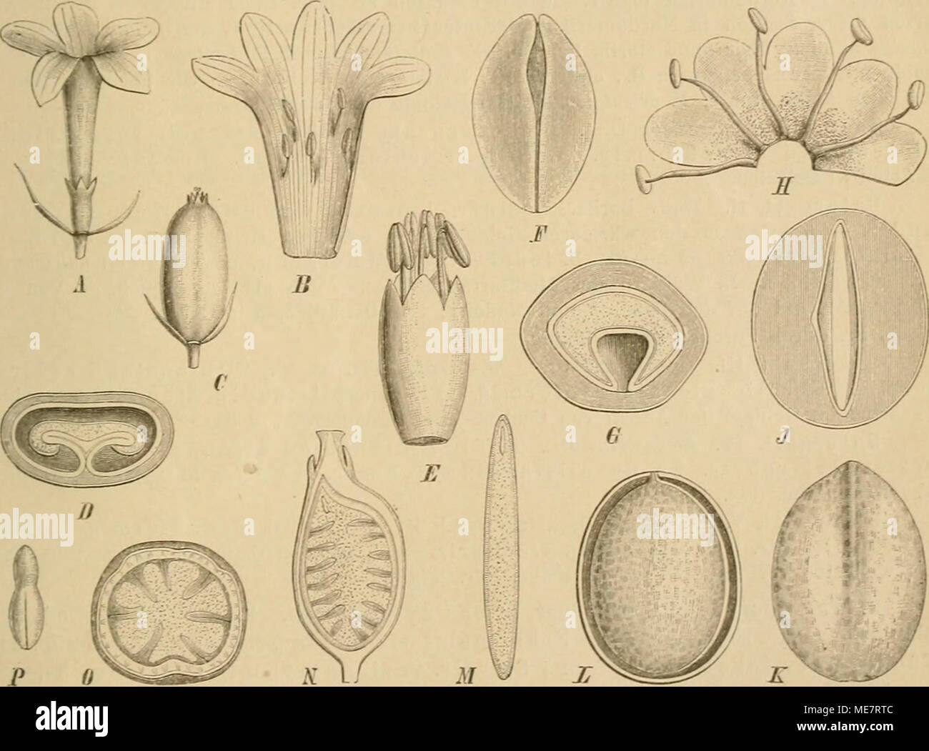 . Die Natürlichen Pflanzenfamilien : nebst ihren Gattungen und Arten von den wichtigeren, Nutzpflanzen . Fig. 52. Ä - J&gt ; Viburnum foetens Dcne. Un BL ; b. Blkr und Stb. ; C Fr. ; D Querschnitt durch letztere. - E Blkr. und Stb. von F. coriaceum Bl. - F, 0 C. odoratissimum Ker. Endocarpium gesehen von außen F ; G Querschnitt durch die Fr. - E Blkr. und Stb. von lawifoUum (Örst C..) Fritsch. - J-M V. Lentago L. J Querschnitt durch die Fr. ; 000 Endocarpium von außen gesehen, L'im Längsschnitt ; JI Längsschnitt durch den S. - X-P V. Tinus L. JV Fr. im im Querschnitt, Längsschnitt 0 ; P E. (Nach Banque D'Images
