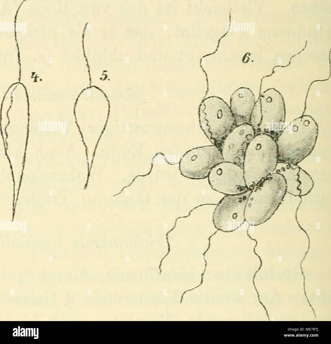 Dunndarm Banque D Image Et Photos Alamy