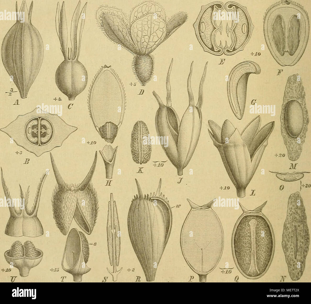 . Die Natürlichen Pflanzenfamilien : nebst ihren Gattungen und Arten von den wichtigeren, Nutzpflanzen . Fig. 40. Les juges, un dfophylajc Hi/maritima Lina. fil. .1 Fr. ; B Fr. im Querschnitt. - C Eniodea marilima Sw., Fr. - J&gt ; Oaiüonia mctioslejihana hi/Jaub. et Spach, Fr. - E-G Diodia rosmarinifoUa Pohl. E Fr. im Querschnitt ; j'^ afffché Kokkus innen ; G S. im Längsschnitt. Heinidiodia ociinifolin - H (Willd.) K. Seh., Fr. - J, K Borreria capitata (Ruiz et Pav.) L)G. J Fr. ; K S. - L-0 Emmtonhiza umheUata (Spreng.) K. Seh. L ¥r. M S. von außen, X S. von innen gesehen ; 0 S. im Querschnitt. - 1 Banque D'Images