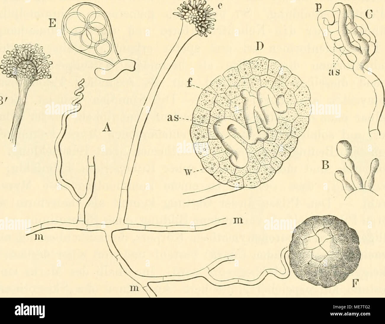 . Die mikroorganismen. Mit besonderer Berücksichtigung der ätiologie der infektionskrankheiten . Fig. 7. L'Aspergillus glaucus. A. Stück einer Mycels m, mit einem jungen und c Konidienträger périthèce F. 190:1. B. B' Konidienträger Konidien mit. B. Einige Sterigmen vergrössert stärker. C. Erste Anlage des Fruchtkörpers. D. Junges périthèce im Längsschnitt : w die zukünftige Wand ( Füllgewebe, das. 250:1. s die Schraube. E. Ein Ascus mit einem aus Sporen périthèce. 600:1. (Nach Bary.) Bei den zu dieser Familie gehörigen Pilzen werden die intérieure de l'ASCI- gehäuseartigen Fruchtkörp zusatzheadsets eines Banque D'Images