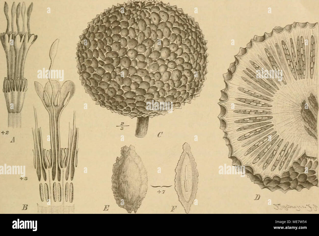 . NatÃ¼Rlichen Pflanzenfamilien : nebst Die Gattungen und ihren Arten von den wichtigeren, Nutzpflanzen . Fig. 24. Saicocephaltts Ã, B cordatus Miq. Une bienheureuse : B Bl.. ngssclinitt¤LÃ im - Satnhucinus CâF S. (Wintert.) K. Seh. C fr. ; D Fr.¤ngsschnitt im Lévis ; E S&gt ;. F S&gt ;, im. ¤ngsschnitt LÉVESQUE. (Original.) I 03. A. Rieh Anthocephalus. Origon der Gattung sehr nahe verwandt, nur durcli den¤cherigen 4oben fÃ Frkn. und die verschieden gespaltenen Sanienleisten. A. Cadamba (Roxb., Miq. Fig. 22 A] ist der Typus der Gattung, neben den noch 2â3 Arten aus dem indischen .rchipel unterschieden werde Banque D'Images