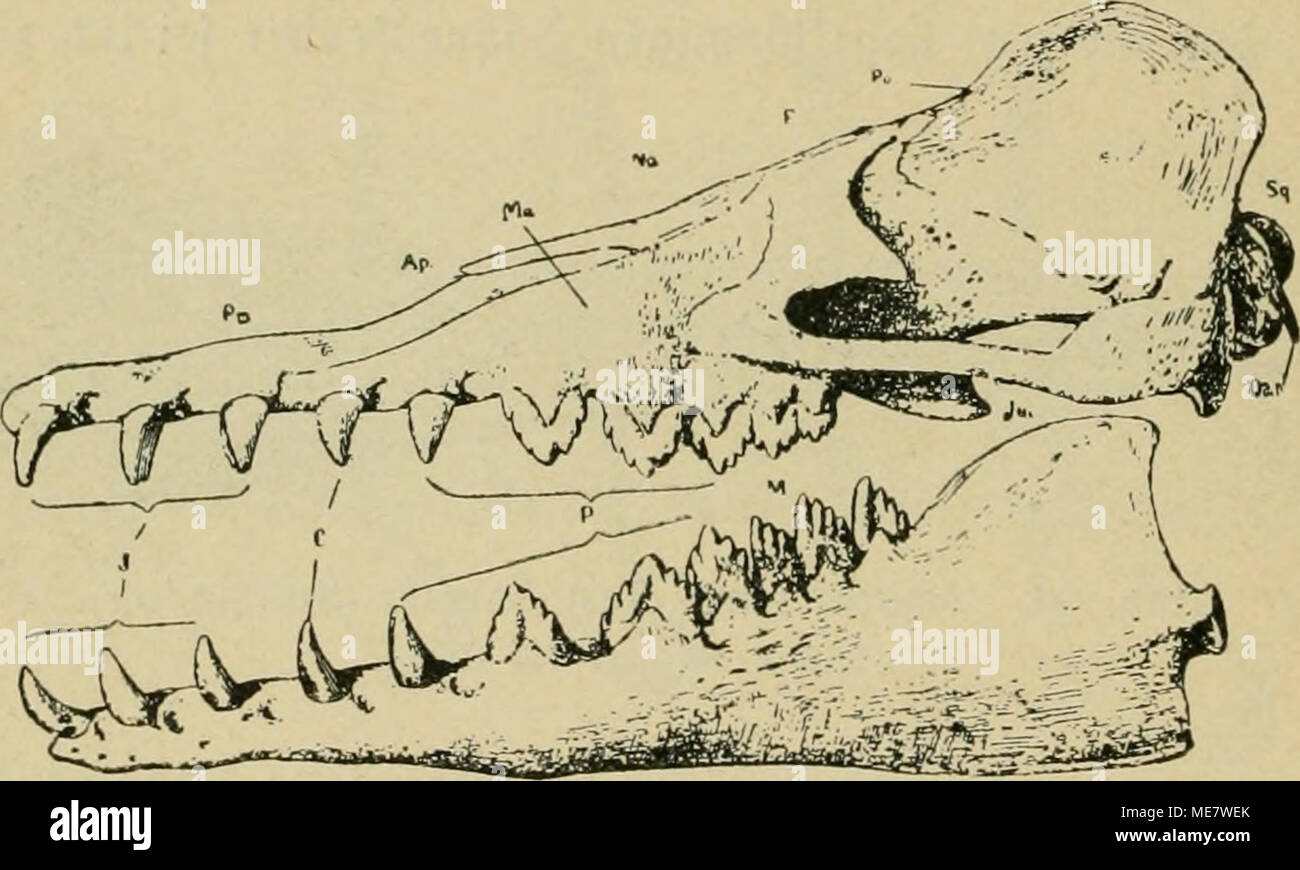 . Die Meeressäugetiere . L'hexabromobiphényle. 35. Von Sdjäöel Urroals (Zeuglodon). (Ttaä r&gt ;. Stromer aus Abel.) fid) bar/er benken, bas Robbengebift bafa gegenwärtig in einer Um = bilbung begriffen ift, roeldje cor Dielen 3&Lt ;*f)rtaufenben Bebifc moo (burdjlaufen rourbe ber IDale. Anberen RTerkmalen ärmelt 3n ber allerbings Sdjäbel llrroale langgeftredtten biefer mit feinem, iemlid fdjmalen 3) (Befidjtsteit burdjaus nid)t bem ber Robben. 3n, fetjr roefentlicf roeiteren in/en punkte finbet roieber Übereinftimmung aber eine mit biefen ftatt Gieren. Mourir, Robben ftnb roie gefagt ifjrem anatomifdjen, Bau n Banque D'Images