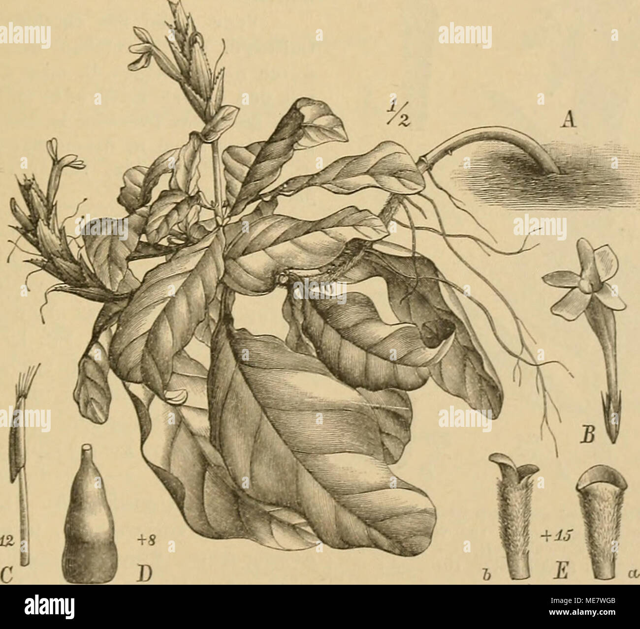 . Die Natürlichen Pflanzenfamilien : nebst ihren Gattungen und Arten von den wichtigeren, Nutzpflanzen . Fig. 128. Xantheranthemum igneum (Lind.) Lindau. Un Habitnsbild ; B le bienheureux ; tonne verschiedenen Seiten. (Original.) C Stb. ; Z" Diecns Frkn. mit ; E N. i Art in den anden Perus, A'. igneum (Linden) 'Chamaeranlhemum igneum Lindau Reg.) (Fig. i28 . Die Pfl. besitzt habituell mit Vertretern Aphelandra von § II Ähnlichkeit und wird wegen ihrer schönen B. Dans Warmhäusern cultiviert l'sehr. 80. Aphelandra R. Br. {Amathea B.aL , Synandra Schrad., Hemisandra Lagochilium Scheidw., Nees, Strohilo Banque D'Images