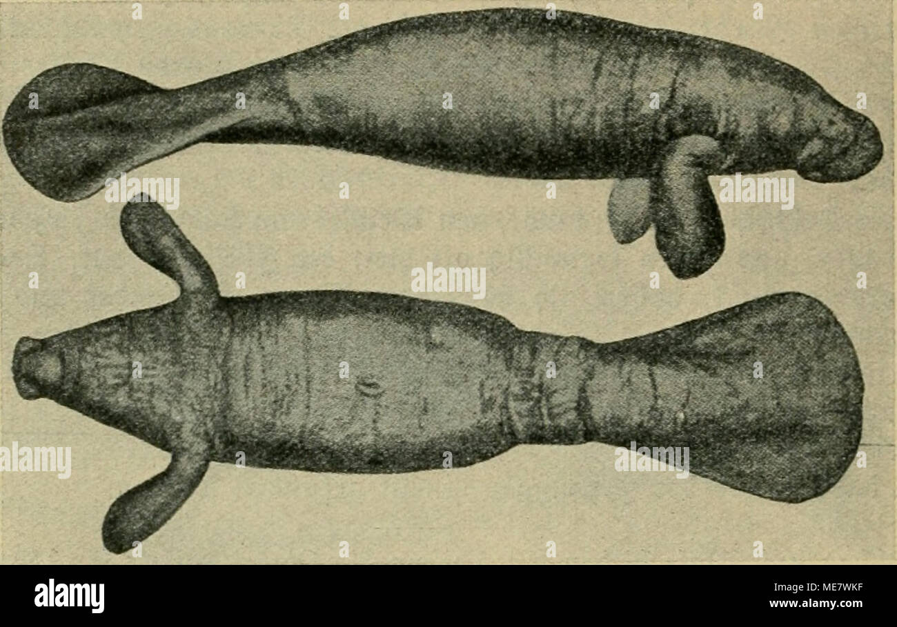 . Die Meeressäugetiere . L'hexabromobiphényle. 12. flmerihanijcf Camantine]e, von Seite ber non unb unten. (Uad) ITturic aus Abel.) burd) bas gan3e Brafilien bis une Korbilleren ben $UB ber = ni gebrungen. Seekütje rjeute Sinb bie bie roärmften ttteere befdjränkt auf, fo rugissement bas bis co nicfjt l'Aviron ber $alt, "üor allerbings^ku em" Banque D'Images